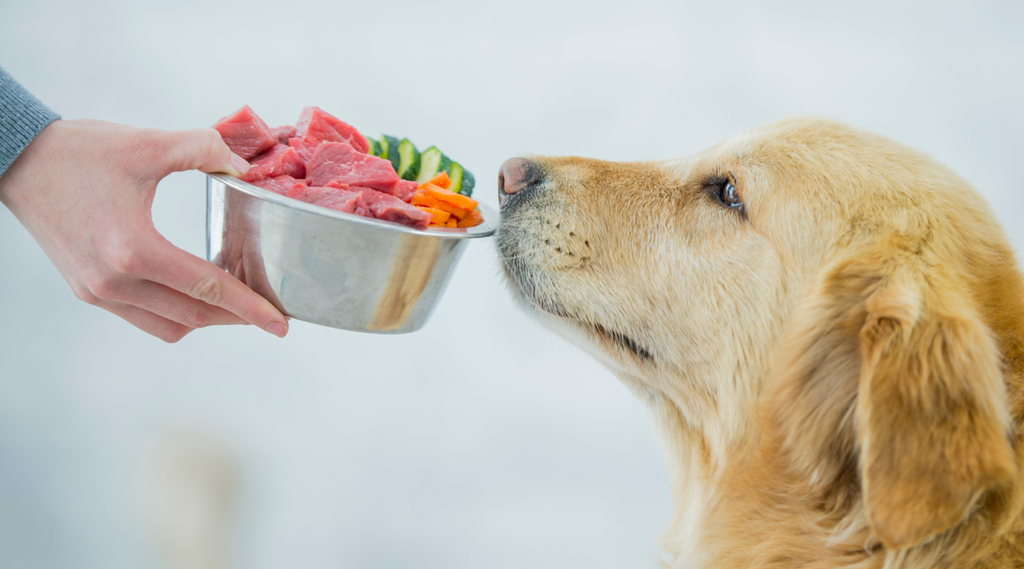 The Benefits of a Raw Food Diet for Dogs: What You Need to Know