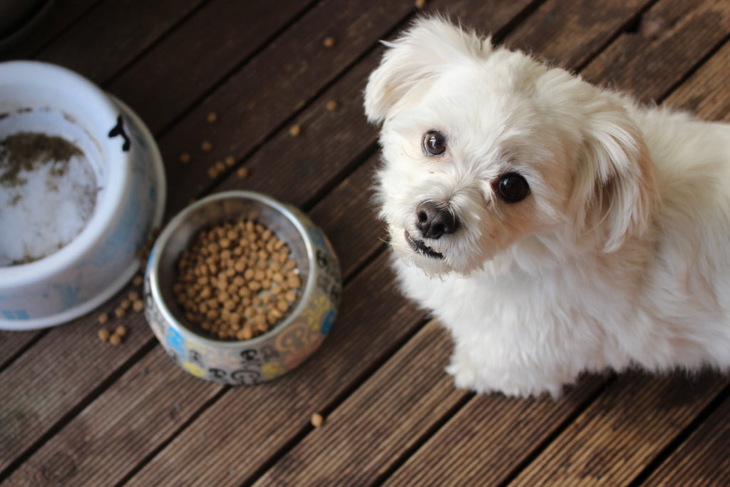 Is Your Dog a Picky Eater? Here’s What to Do