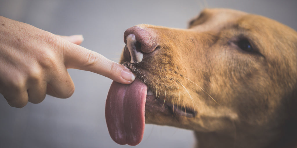 Why Do Dogs Lick You? Mystery Solved