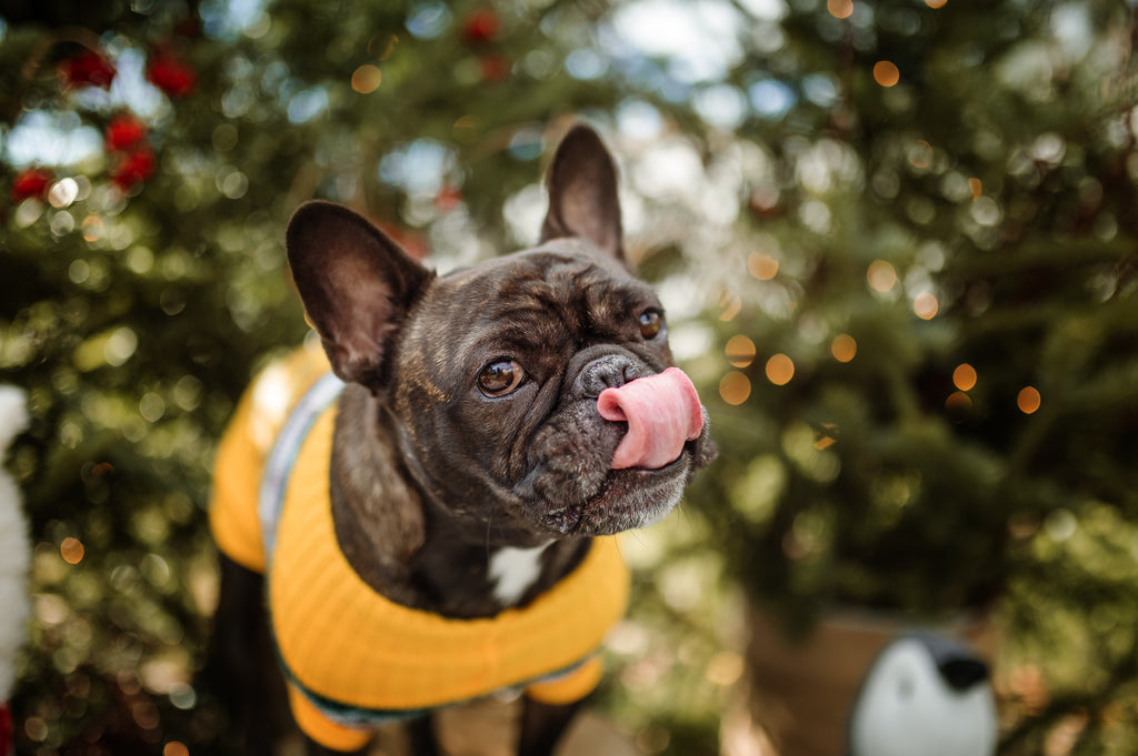 Holiday foods for dogs
