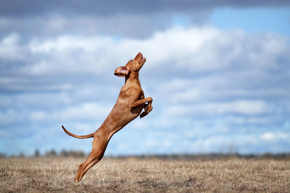 Feeding a High-Energy Dog: What You Really Need to Know