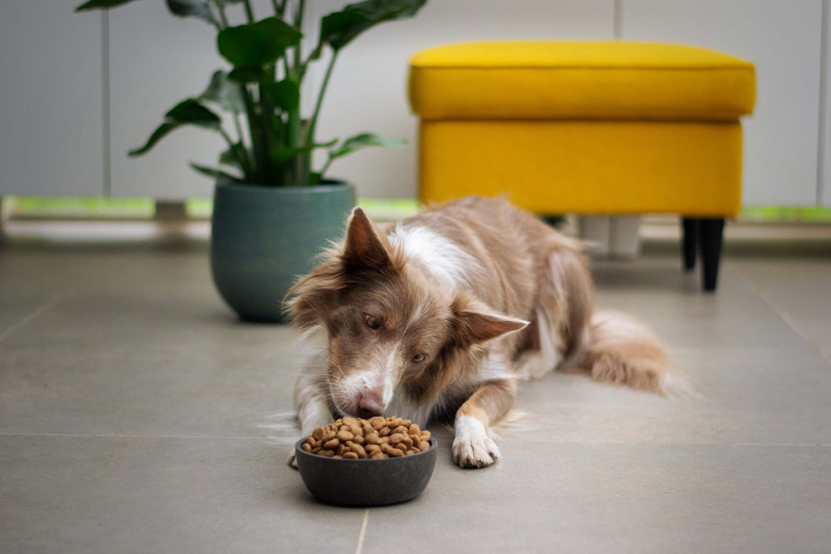 Feeding Times and Frequency for Your Dog