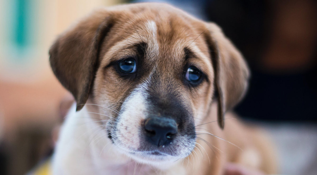 Boredom in Dogs: Signs Your Dog is Begging for Attention