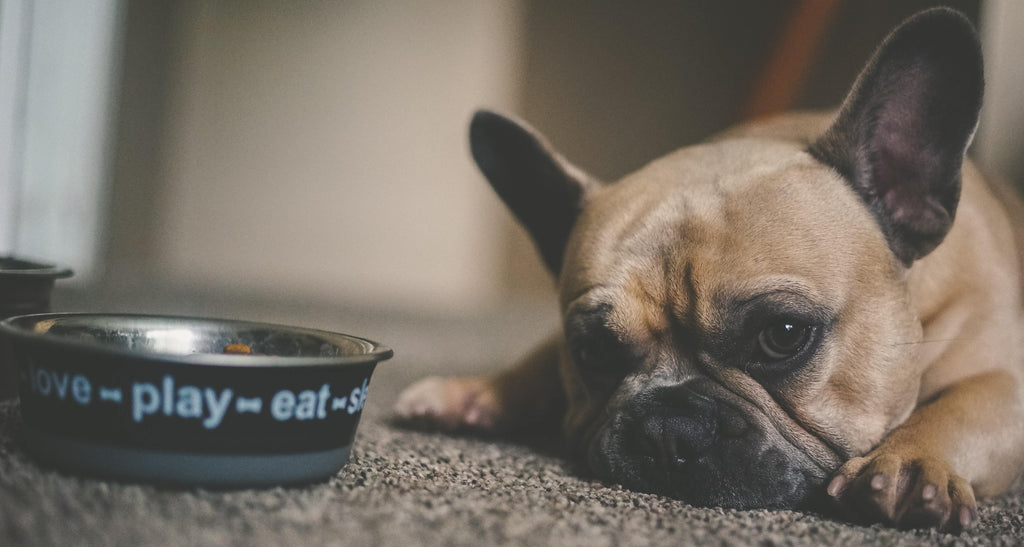 5 Ways to Force Feed a Dog Who Won’t Eat