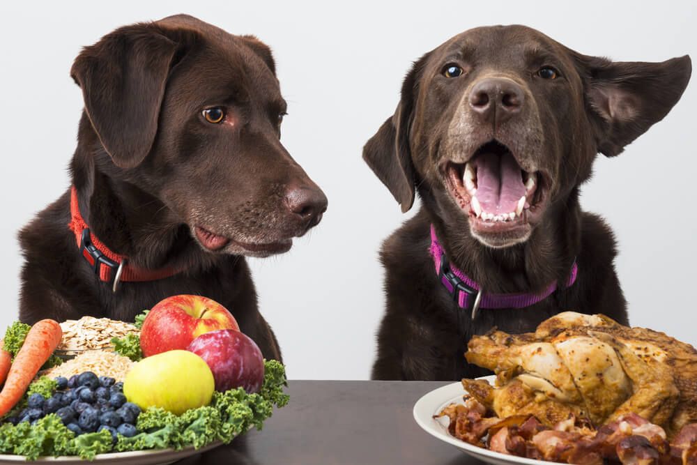 Common Food Allergies in Dogs and How to Avoid Them