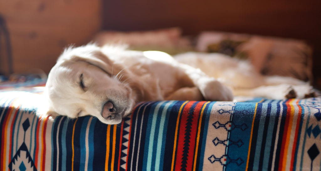 Why Do Dogs Snore Loud While Asleep or Awake?