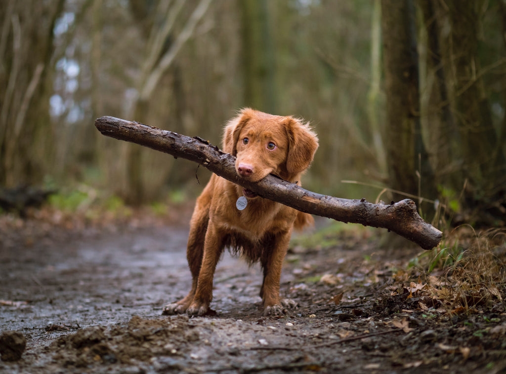 Why Do Dogs Eat Rocks, Sticks, and Dirt? Is It Dangerous for Your Pet?