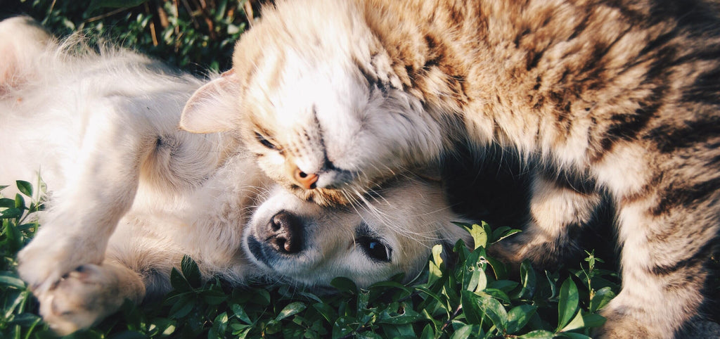Why Do Dogs Chase Cats? Tips to Stop This Behavior