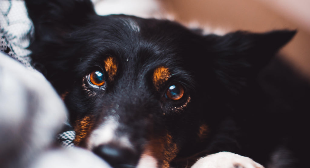 Eye Infection in Dogs: Causes, Symptoms, Treatment
